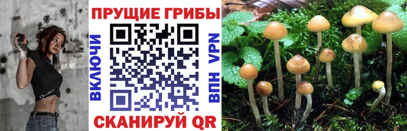дарнет шоп Тольятти OMG онион Псилоцибиновые грибы MAGIC MUSHROOMS